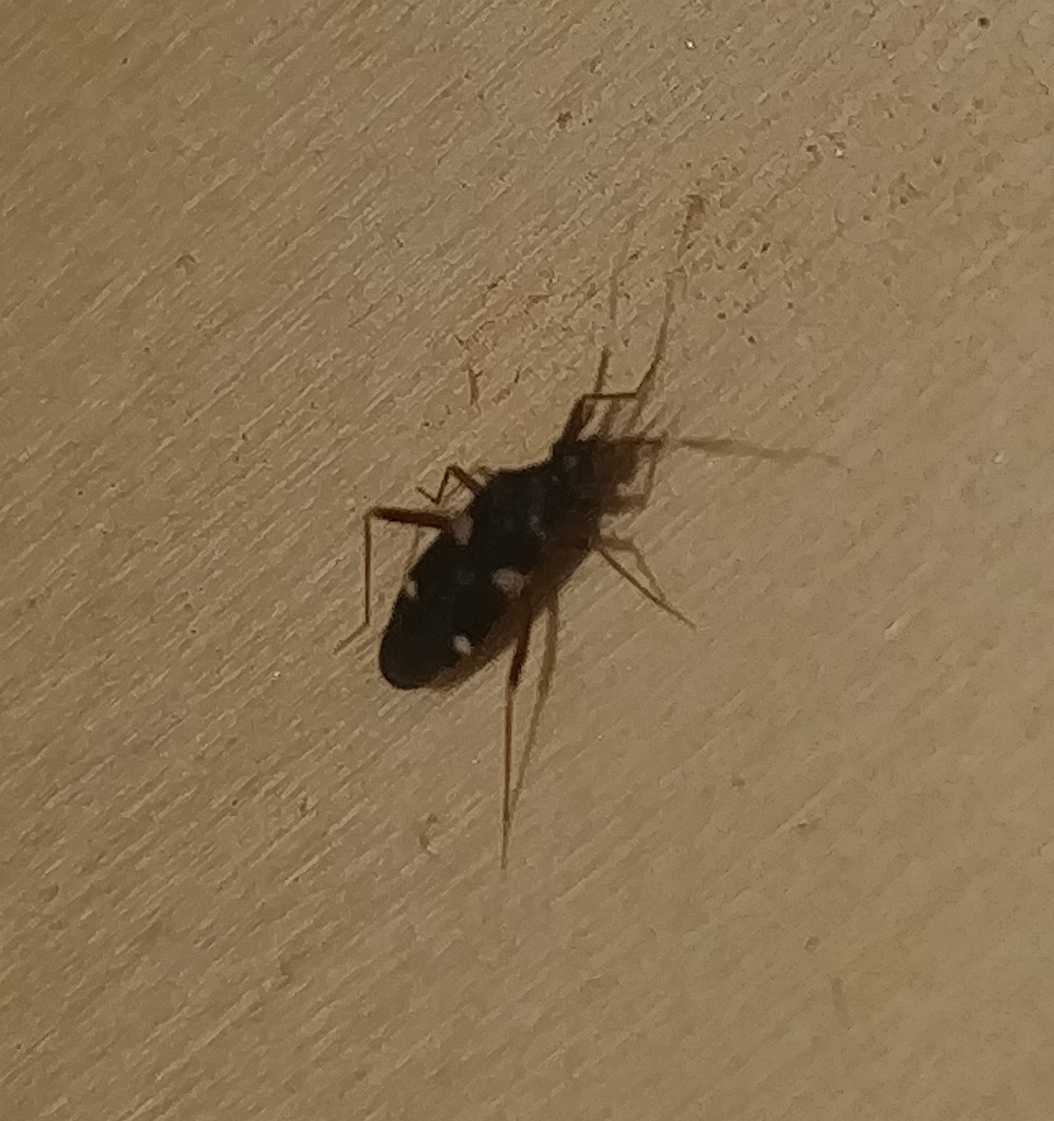 Noualhieria quadripunctata
