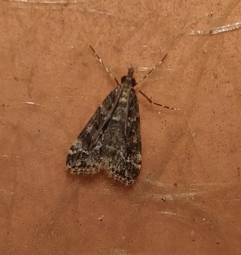 Eudonia geminoflexuosa