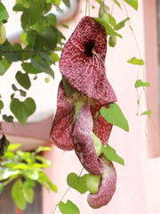 Aristolochia gigantea