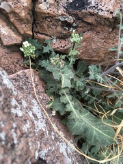 Dryopetalon runcinatum