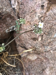Dryopetalon runcinatum