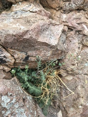 Dryopetalon runcinatum