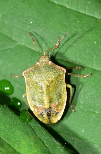 Red-shouldered Stink Bug