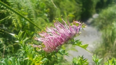 Grevillea acanthifolia