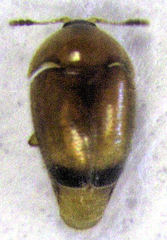 Sericoderus apicalis
