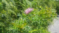 Grevillea acanthifolia