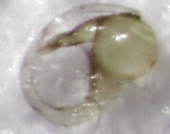 Sericoderus apicalis