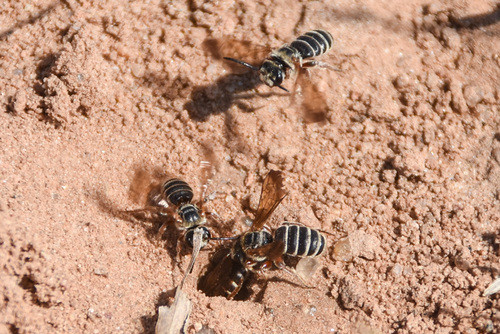 Baker's Nomia photographed in Oklahoma