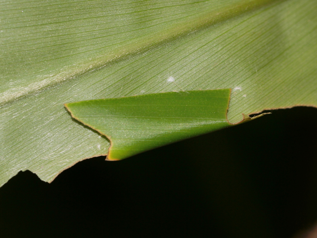 Grass Demon