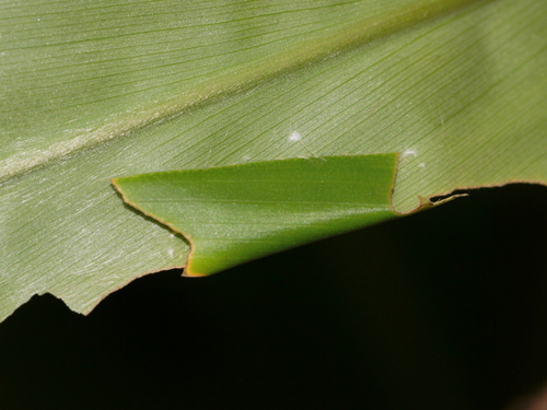 Grass Demon