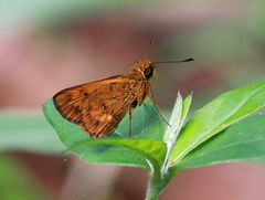 Oriens goloides