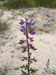 Lupinus truncatus