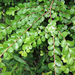 Antidesma parvifolium - Photo (c) Anne Hoggett, algunos derechos reservados (CC BY-NC), subido por Anne Hoggett