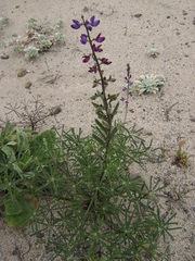Lupinus truncatus