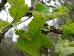 Neuroterus quercusirregularis