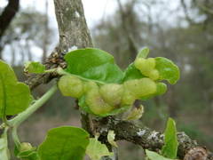 Neuroterus quercusirregularis
