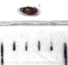 Sericoderus apicalis