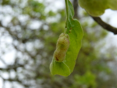 Neuroterus quercusirregularis