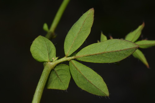 Lotus pedunculatus