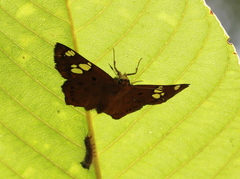 Coladenia indrani