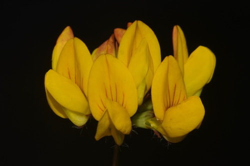 Lotus pedunculatus iNat (2)