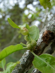 Neuroterus quercusirregularis
