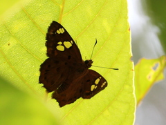 Coladenia indrani
