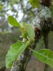 Neuroterus quercusirregularis