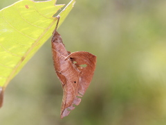 Coladenia indrani