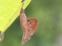 Coladenia indrani