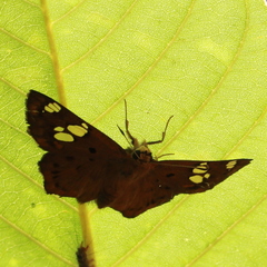 Coladenia indrani
