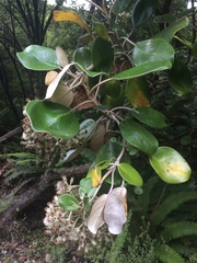 Brachyglottis rotundifolia