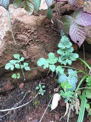Lomatium repostum