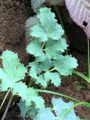 Lomatium repostum