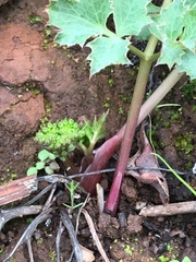 Lomatium repostum