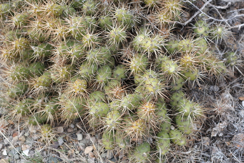 Maihueniopsis darwinii