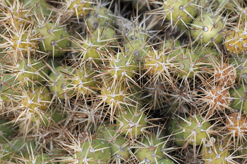 Maihueniopsis darwinii