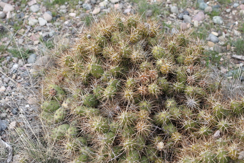 Maihueniopsis darwinii