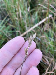 Carex scoparia image