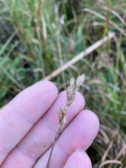 Carex scoparia image