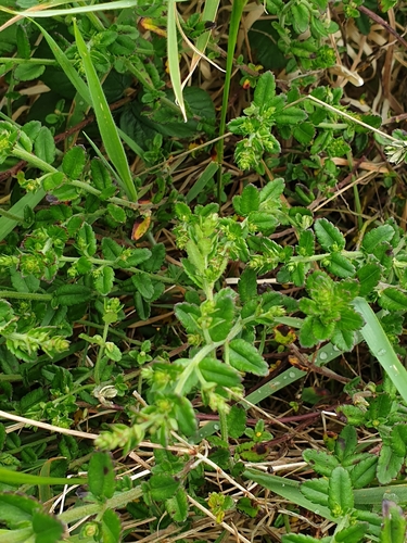 Gonocarpus humilis, 2023-10-04