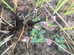 Crotalaria chinensis