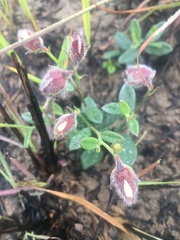 Crotalaria chinensis
