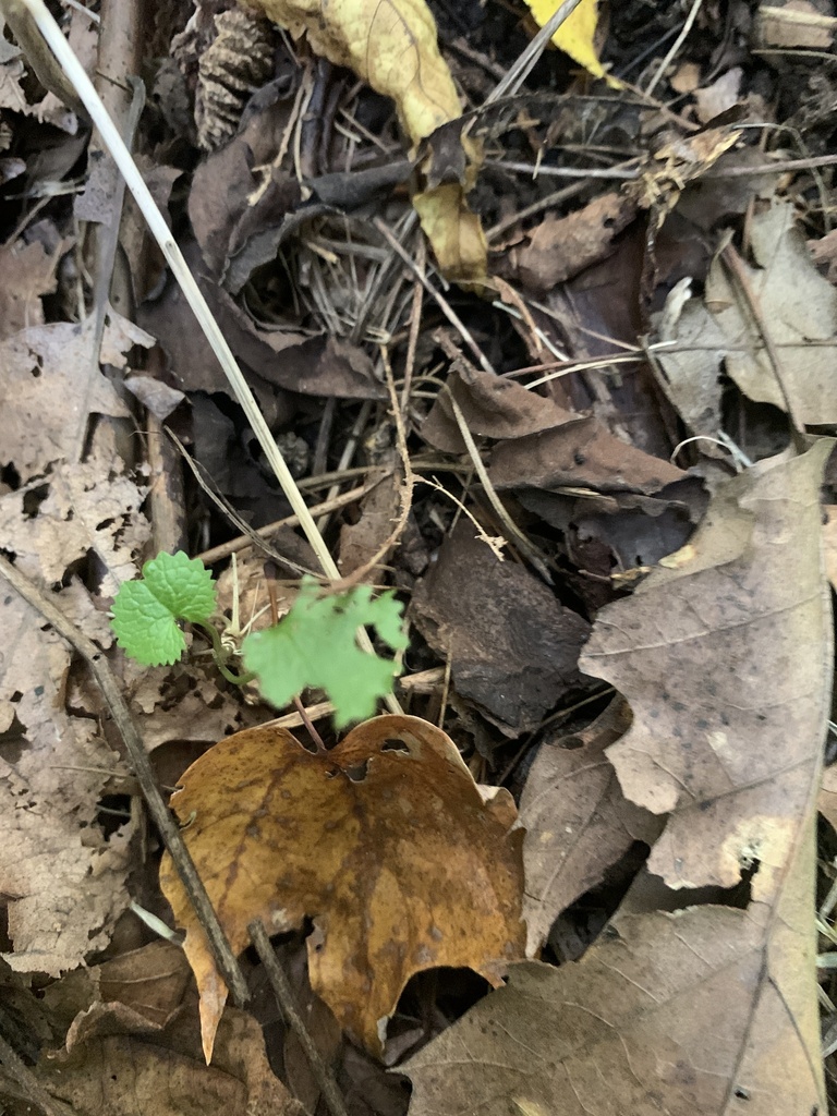 garlic mustard from Morris County, USNJ, US on October 5, 2023 at 0538 PM by haleyweber. ZA2