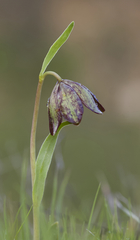Fritillaria agrestis