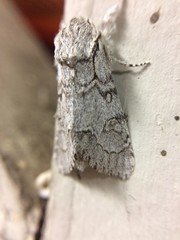 Acronicta tota