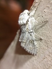 Acronicta tota