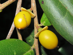 Diospyros compacta