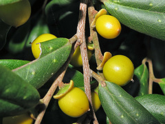 Diospyros compacta