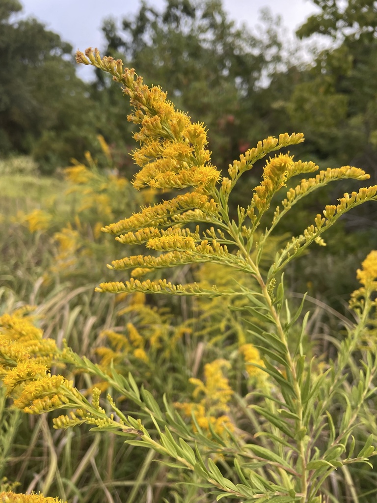 tall goldenrod from Denny Ave, Pascagoula, MS, US on October 5, 2023 at ...